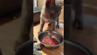 Bombastic side eye shortvideo catvideos cat [upl. by Josephina950]