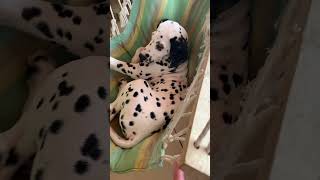 Egg hammock dalmatiner dalmatianpuppy shortsdogvideo 2024shortvideo 2024short [upl. by Kidd]