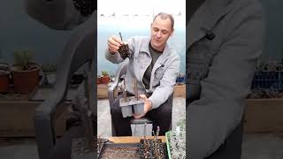 Propagating fig trees from cuttings plants flowers shorts [upl. by Dulcinea]