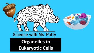 Organelles of Eukaryote Biology [upl. by Safir]