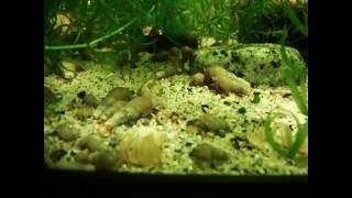 small herd of Malaysian Trumpet snails [upl. by Helbonnah]