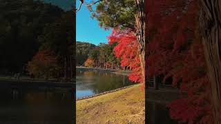 IWATE MOTSUJI TEMPLE🍁🍂 japan autumn shifdiary 毛越寺 岩手 [upl. by Nahshu980]