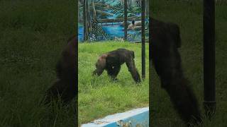 playful Chimpanzee at Alipore zoo shorts [upl. by Oisor]