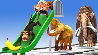 Giant Tiger Chase Funny Monkey Escape from Temple Run saved by Woolly Mammoth Elephant [upl. by Fanchie]