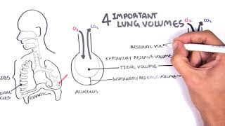 Lung Function  Lung Volumes and Capacities [upl. by Maloy950]