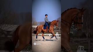 ⁠✿⁠ ⁠♡⁠‿⁠♡⁠ hh horse equestrian foryou konie hobbyhorsing koniki subscribe [upl. by Curzon]