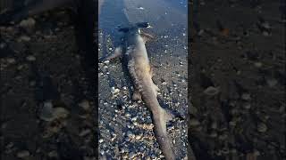 Red tide is already bad share redtide florida youtubeshorts shortsfeed ocean sea fish fyp [upl. by Monson920]