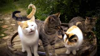 Nada Surf — Meow Meow Lullaby Official Video [upl. by Ayokahs]