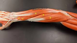 Muscles of the Forearm [upl. by Ardnaz]