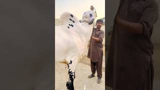 murshid nasal shorts qurbanishorts byebye animals eiduladha youtubeshorts cow fatehjangi 1k [upl. by Fiedler485]