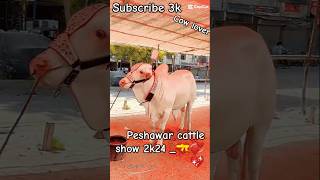 Part 7 Peshawar Cattle show 2k24 💝cow cattlemarket [upl. by Hollis912]