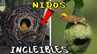 Los 10 NIDOS Más Sorprendentes del Mundo 🪺 🤯 Te dejaran Boquiabierto 😱 [upl. by Migeon]