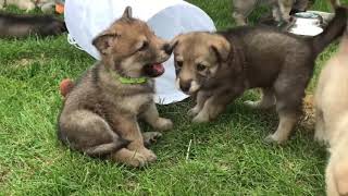 saarloos wolfdog puppies [upl. by Oisinoid]