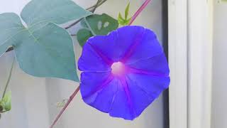 Ipomoea indica  Blue morning glory  Flowers that CHANGE colour [upl. by Ellimak742]