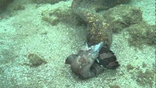 Moray Eels Fight to the Death [upl. by Suivatal]