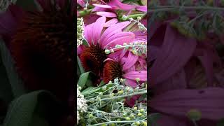 Echinacea The ImmuneBoosting Herb with Powerful Healing Properties [upl. by Hgielrahc232]