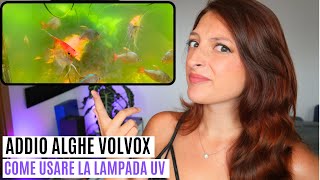 ADDIO ALGHE VOLVOX in 3 giorni con la LAMPADA UV 😱 [upl. by Rosenberger]