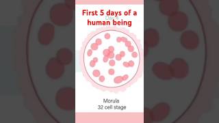 5 first amazing days of a human Zygote to Blastocyst pregnant shortsvideo August 30 2024 [upl. by Anaoj]