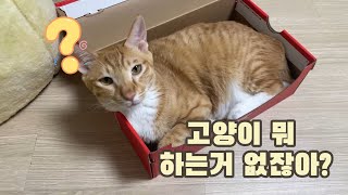 고양이 뭐 하는거 없잖아Theres nothing cats are doing right [upl. by Adabel]