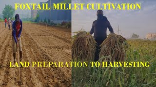 How to grow Foxtail Millet using modern technologySowing to HarvestingKilimo cha Ulezi wa Kisasa [upl. by Aldarcy]