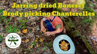 Jarring dried Boneset and Brody picking Chanterelles [upl. by Feinleib]