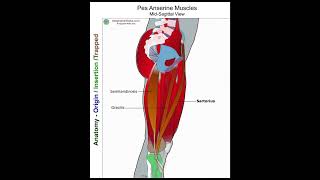 Sartorius  Anatomy Perspective [upl. by Yale]