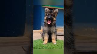 Gsd trending viralGerman shepherd [upl. by Lanevuj609]