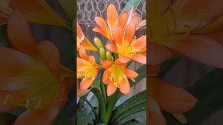 clivia miniata flores flowers [upl. by Rosaline518]