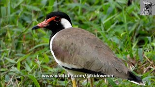 REDWATTLED LAPWING Singapore [upl. by Refennej]