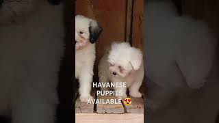 Havanese puppies available for rehoming 😍🇰🇪 music hiphop doglover havanese [upl. by Krm]