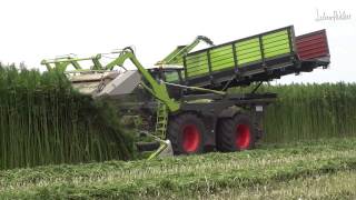 CLAAS 4000 Xerion Hennep oogst machine Harvesting hemp  cannabis [upl. by Nelo]