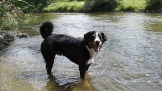 Appenzeller sennenhund Jack is Swimming [upl. by Bond]