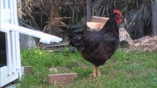 Rhode Island Red show rooster [upl. by Mackoff]