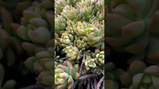 Sedum Adolphi Golden Glow garden [upl. by Rubliw]