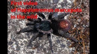 First video of Hapalotremus marcapata in the wild [upl. by Beverly25]