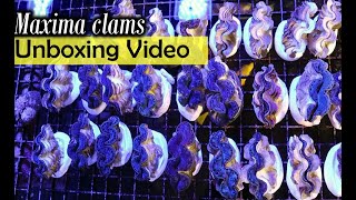 Maxima Clam Unboxing Video [upl. by Meesan]