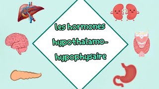 Les hormones hypothalamohypophysaire شرح مفصل بالعربية  cour 2 ème année médecine biochemie [upl. by Tengler]