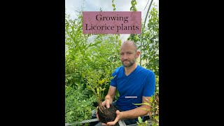 Growing Licorice Plants for Medicine [upl. by Evans252]