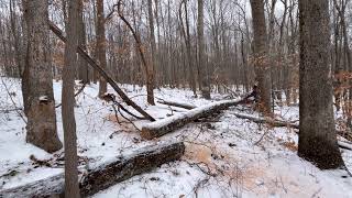 Bucking logs in the snow running the buxton work saws 572 husky [upl. by Gish]