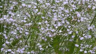 Limonium Latifolium [upl. by Gnivre]