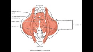 Muscles that make up the Urogenital diaphragm and Pelvic diaphragm [upl. by Haym]