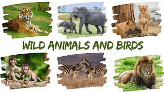 wild animals  kids fun and learning videos [upl. by Edmee]