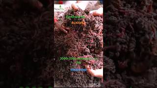 🪱Best Earthworms for vermicomposting eiseniafetida shorts trending rajivdixit compost organic [upl. by Page]