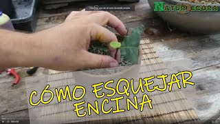 Cómo reproducir Encinas Quercus Ilex desde esquejes en CreandoVidaEnrique [upl. by Akeylah399]