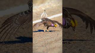 ave zaouli zauli bird dancing bird to woo the female zaoulibird birds art dance ytshorts [upl. by Ob]