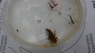 QUIZ Aquatic Macroinvertebrates in Motion 3 [upl. by Nodnerb]