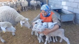 SÜNGER TEDAVİSİ YAPILAN KOYUNLAR KAÇ TANE DOĞURDULARÇİFTLİK TE SON DURUMLAR NE koyun kuzu inek [upl. by Keelby]