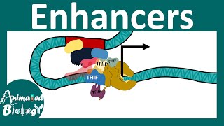 Enhancers  Transcriptional regulation by Enhancers  Enhancer promoter loop [upl. by Moya]