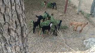 goat baby bakri ke bacche ki awaaz shandar Bakra bakri [upl. by Montford]