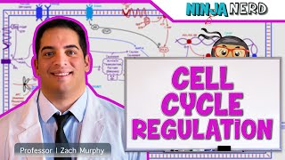 Cell Biology  Cell Cycle Regulation [upl. by Medovich]